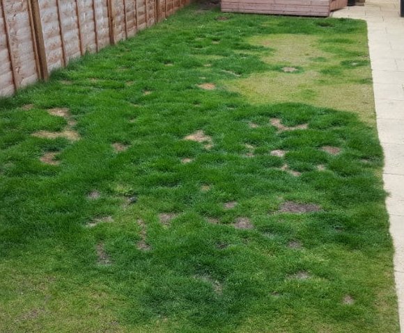 Grass Before Transformation